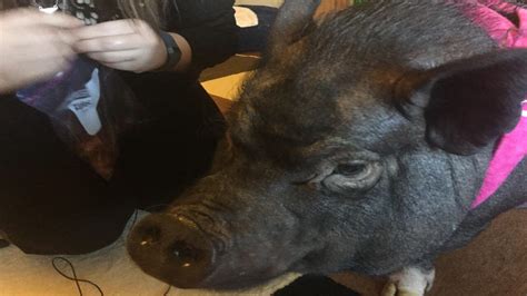 Craigslist pigs - craigslist Farm & Garden "pigs" for sale in Seattle-tacoma. ... Male Purebred Registered KuneKune Breeding Pigs. $1,800. Eatonville pigs. $0. seattle ... 